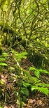 Plants: image 43 Of 208 Thumb
